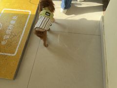 -艾贝尔宠物医院 ·内科全科(梁溪路店)