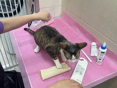 -北京观赏动物医院·24小时大型综合·猫专科·异宠专科
