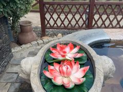 -芭东小镇温泉