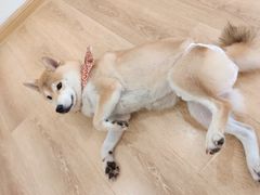 -柴犬小屋·柴餐厅·狗咖食堂(金鼎广场店)