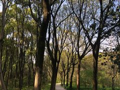 -昆山城市生态森林公园
