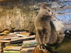-猫色咖啡·猫咖
