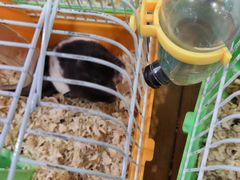 -龟与熊猫宠物公园(南坪店)