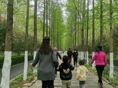 -合肥滨湖国家森林公园