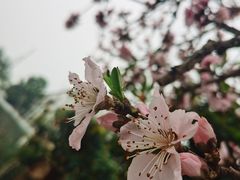 -树山生态村