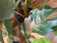 -Rabbit Cafe私房西餐甜点咖啡(栖霞路店)