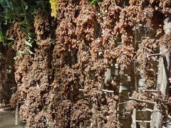 -新疆国际大巴扎