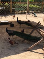 -萌宠亲子动物乐园(槐房万达店)