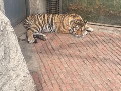 -齐齐哈尔龙沙动植物园