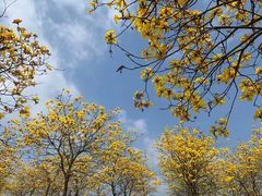 -露天矿生态公园