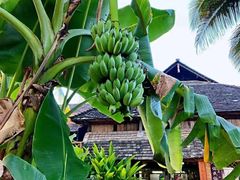 -西双版纳傣族园