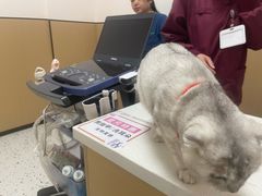 -瑞派康怡24h宠物医院·犬猫医疗中心·微创绝育(瑞景分院)