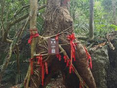 -七仙岭温泉国家森林公园