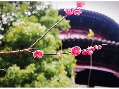 -八大山人梅湖景区
