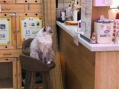 -滚猫咖啡·猫咖·猫友好撸猫(未来城店)