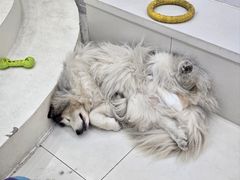 -汪说·狗咖·拼豆·宠物周边DIY(旺城大厦店)