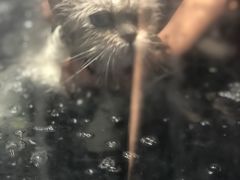 -MOLLY'S萌宠生活馆