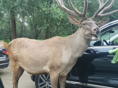 -北京野生动物园