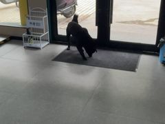 -瑞派伍一宠物医院·眼科·骨科·猫科转诊中心(马王堆院)