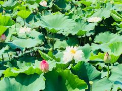 -荷塘月色湿地公园·向阳花洲