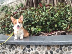 -东莞宠友24H宠物中心医院·转诊夜诊·异宠(新河北路院)
