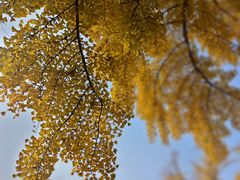 -三里屯东五街银杏大道