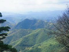 -天目山大树王景区