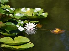 -庐山风景区花径公园