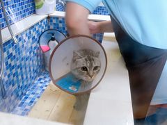 -瑞鹏宠物医院·内科·中兽医·骨科(苗圃店)