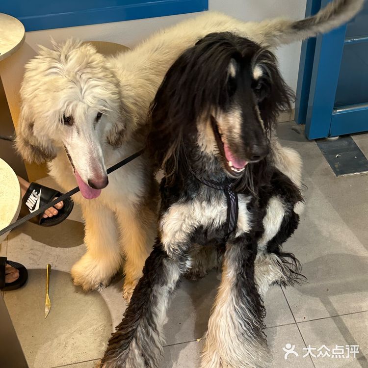 上海新开的漂亮小甜品！是宠物友好店