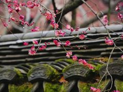 -慧因高丽寺