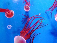 -成都浩海立方海洋公园