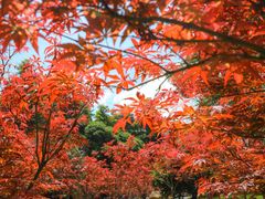 -广州市帽峰山景区