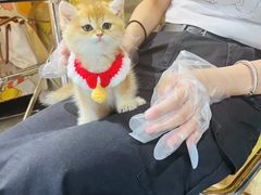 -欣宠猫屋·矮脚拿破仑·蓝金金渐层