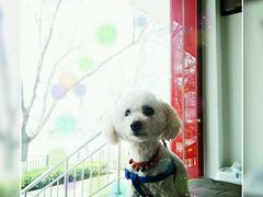 -佑安动物医院·全科·内窥镜中心(幸福巷店)