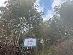 -江南天池