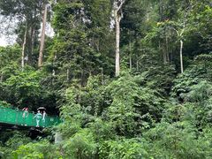 -西双版纳原始森林公园