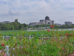 -莲花池公园