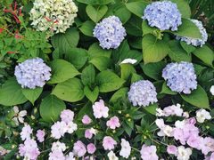 -深圳国际园林花卉博览园