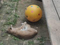 -青藏高原野生动物园