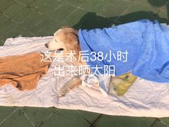 -北京观赏动物医院·24小时大型综合·猫专科·异宠专科