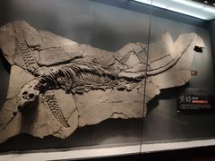 狮子头套餐-贝林大翅鲸简餐厅(国家海洋博物馆店)