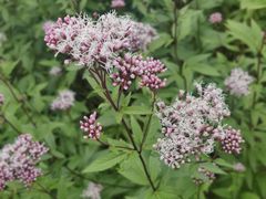 -上海滨江森林公园