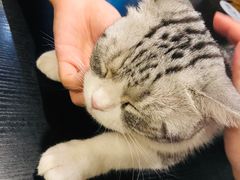 -猫小院猫主题咖啡厅(北锣店)