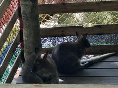 -呀诺达热带雨林