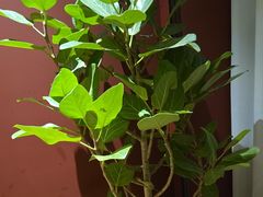 -悦融琥珀·京鲁菜·海味珍品(西单店)