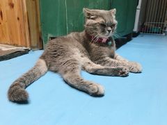 -猫色咖啡·猫咖