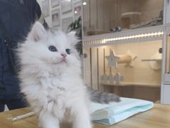 -柚子猫舍·精品猫舍购猫·猫咪认养·购宠·宠物店