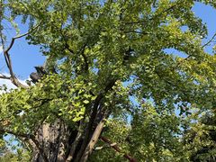 -上海佘山国家森林公园天马山园