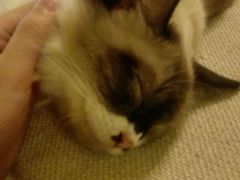 android_upload_pic-猫色咖啡·猫咖